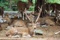 Axis deer Spotted deer Royalty Free Stock Photo